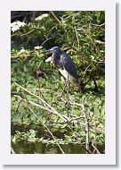 04c-065 * Tri-colored Heron * Tri-colored Heron