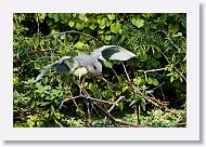 04c-066 * Tri-colored Heron * Tri-colored Heron