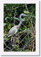 04c-067 * Tri-colored Heron * Tri-colored Heron