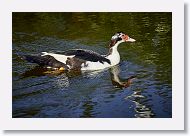 04c-068 * Muscovy duck * Muscovy duck