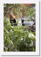 03a-109 * Anhingas * Anhingas