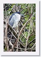 03b-043 * Black-crowned Night Heron * Black-crowned Night Heron