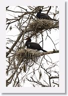 03b-047 * Cormorant with chick * Cormorant with chick