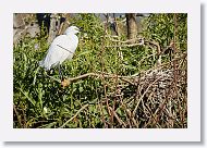 03c-001 * Snowy Egret * Snowy Egret