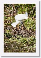 03c-002 * Snowy Egret * Snowy Egret