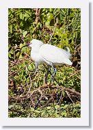 03c-003 * Snowy Egret * Snowy Egret