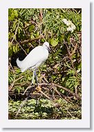 03c-004 * Snowy Egret * Snowy Egret