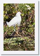 03c-005 * Snowy Egret * Snowy Egret