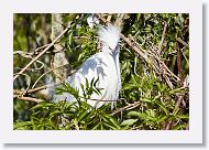 03c-006 * Snowy Egret * Snowy Egret