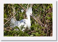 03c-007 * Snowy Egret * Snowy Egret