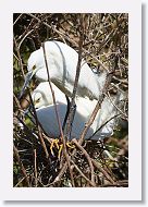 03c-008 * Snowy Egrets * Snowy Egrets