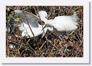 03c-009 * Snowy Egrets * Snowy Egrets