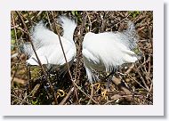 03c-010 * Snowy Egrets * Snowy Egrets