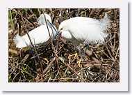 03c-011 * Snowy Egrets * Snowy Egrets