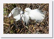 03c-012 * Snowy Egrets * Snowy Egrets