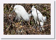 03c-013 * Snowy Egrets * Snowy Egrets