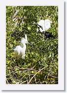 03c-014 * Snowy Egret * Snowy Egret