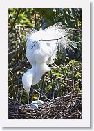 03c-016 * Great Egret * Great Egret