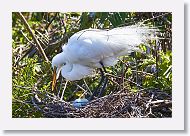 03c-017 * Great Egret * Great Egret