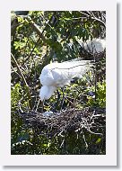 03c-018 * Great Egret * Great Egret