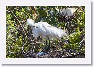 03c-019 * Great Egret * Great Egret