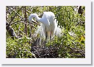 03c-020 * Great Egret * Great Egret