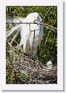 03c-021 * Great Egret with chick * Great Egret with chick