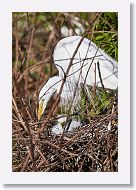 03c-027 * Great Egret with chicks * Great Egret with chicks