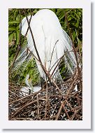 03c-038 * Great Egret with chick * Great Egret with chick