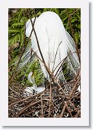 03c-039 * Great Egret with chick * Great Egret with chick