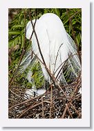 03c-040 * Great Egret with chick * Great Egret with chick