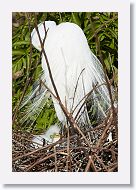 03c-041 * Great Egret with chick * Great Egret with chick