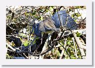 03c-050 * Tricolored Heron * Tricolored Heron