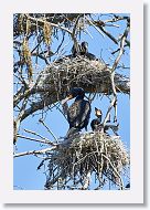 03c-059 * Cormorant with chick * Cormorant with chick