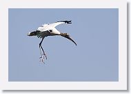 03c-062 * Wood Stork * Wood Stork