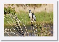 03c-092 * Black-crowned Night Heron * Black-crowned Night Heron