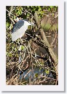 03c-095 * Black-crowned Night Heron * Black-crowned Night Heron