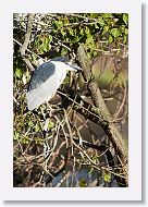 03c-096 * Black-crowned Night Heron * Black-crowned Night Heron