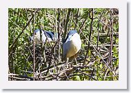 03c-097 * Black-crowned Night Herons * Black-crowned Night Herons