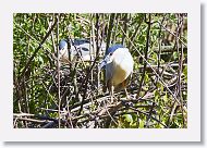 03c-098 * Black-crowned Night Herons * Black-crowned Night Herons