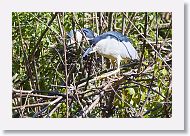 03c-099 * Black-crowned Night Herons * Black-crowned Night Herons