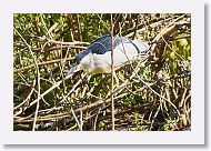 03c-101 * Black-crowned Night Heron * Black-crowned Night Heron