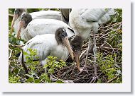 05a-016 * Woodstork chicks * Woodstork chicks