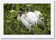 05a-017 * Woodstork chicks * Woodstork chicks