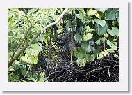 05a-019 * Black-crowned Night-heron chick * Black-crowned Night-heron chick