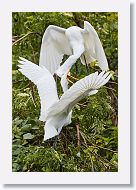 05a-030 * Great Egret chicks with the lower one trying to force food regurgatation from its sibling * Great Egret chicks with the lower one trying to force food regurgatation from its sibling