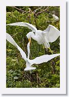 05a-031 * Great Egret chicks with the lower one trying to force food regurgatation from its sibling * Great Egret chicks with the lower one trying to force food regurgatation from its sibling