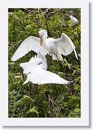 05a-032 * Great Egret chicks with the lower one trying to force food regurgatation from its sibling * Great Egret chicks with the lower one trying to force food regurgatation from its sibling