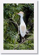 05a-033 * Cattle Egret * Cattle Egret