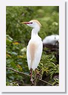 05a-034 * Cattle Egret in breeding plumage * Cattle Egret in breeding plumage